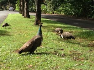 pontos de interesse em Oahu