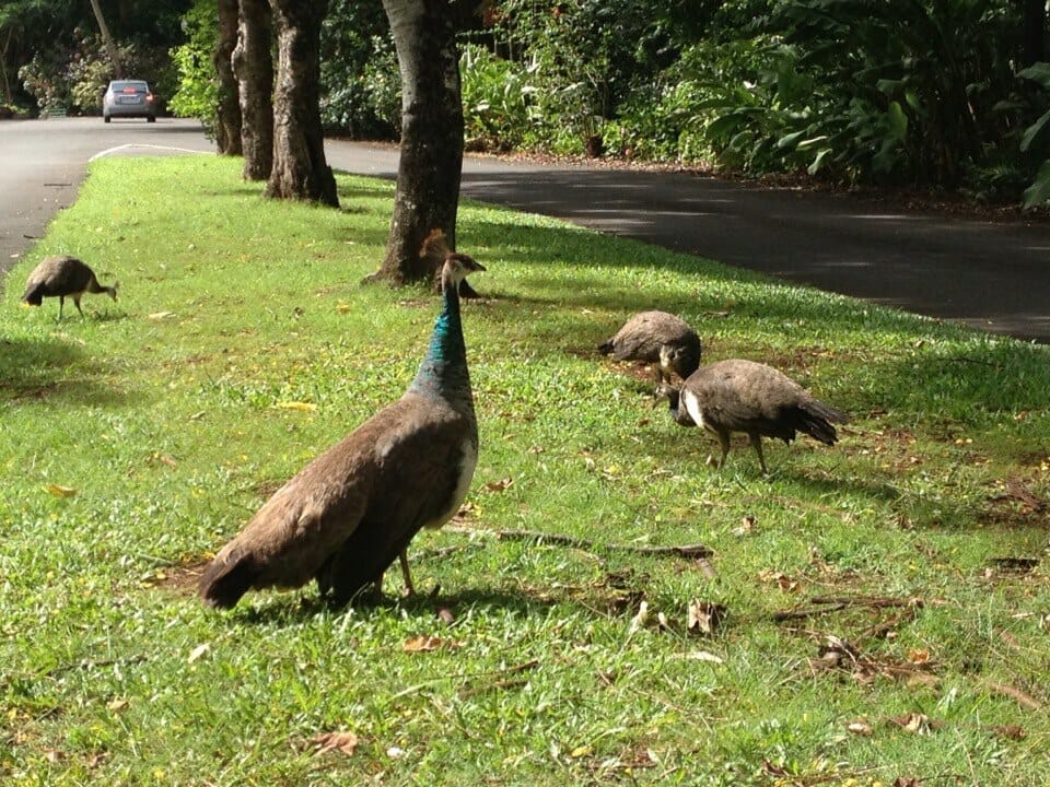 Oahu