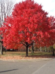 Otoño en Central Park.