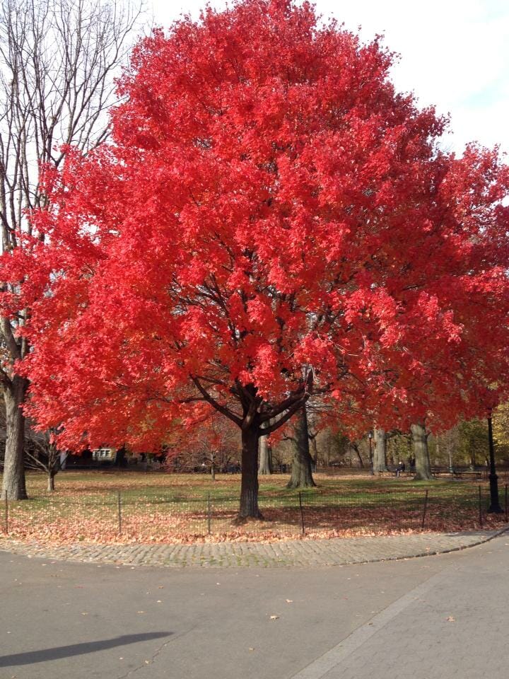 Fall time in Central Park.