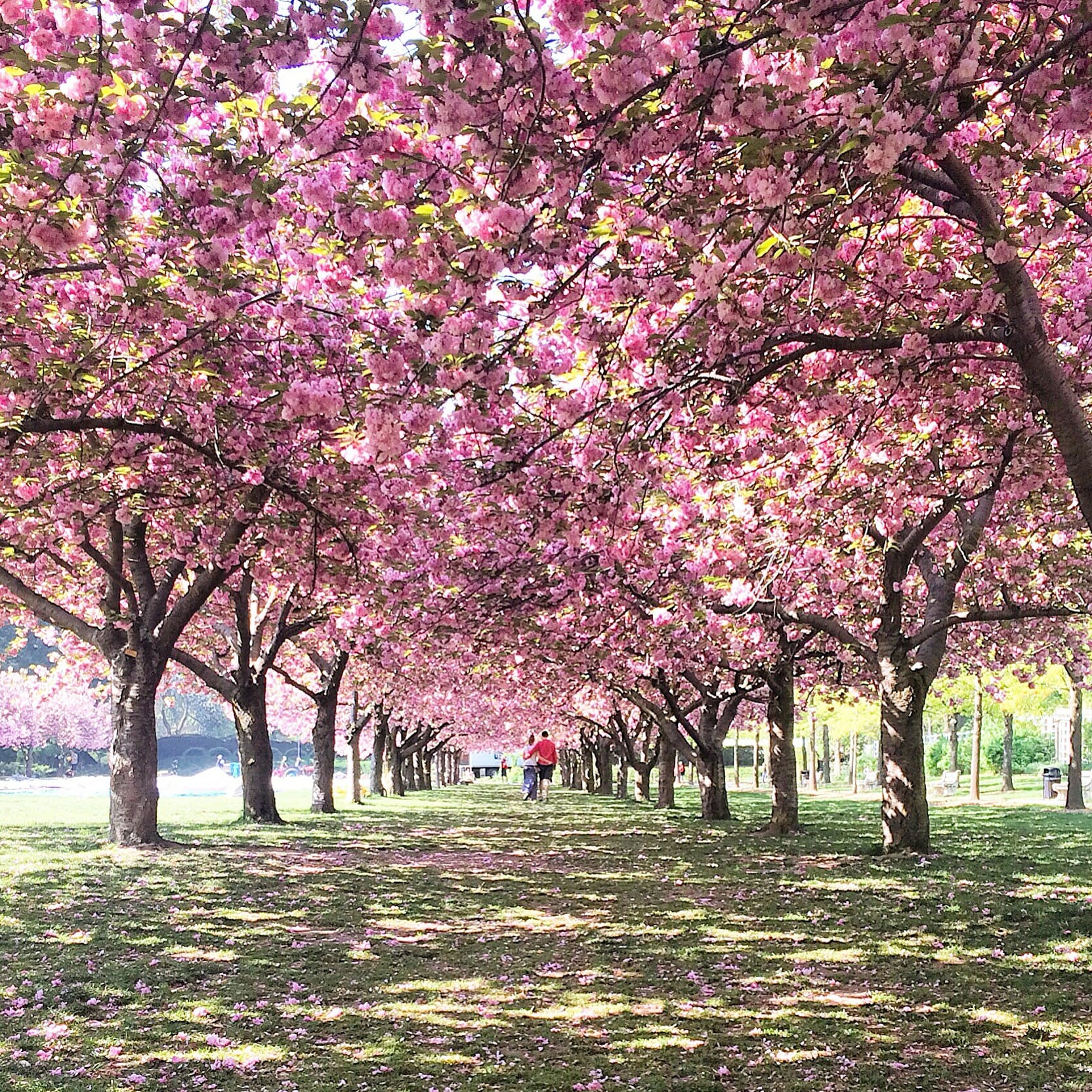 Brooklyn Botanical Garden.