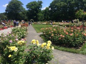 Jardim das Rosas, Jardim Botânico do Brooklyn, NYC.