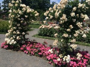 Jardim das Rosas, Jardim Botânico do Brooklyn, NYC.