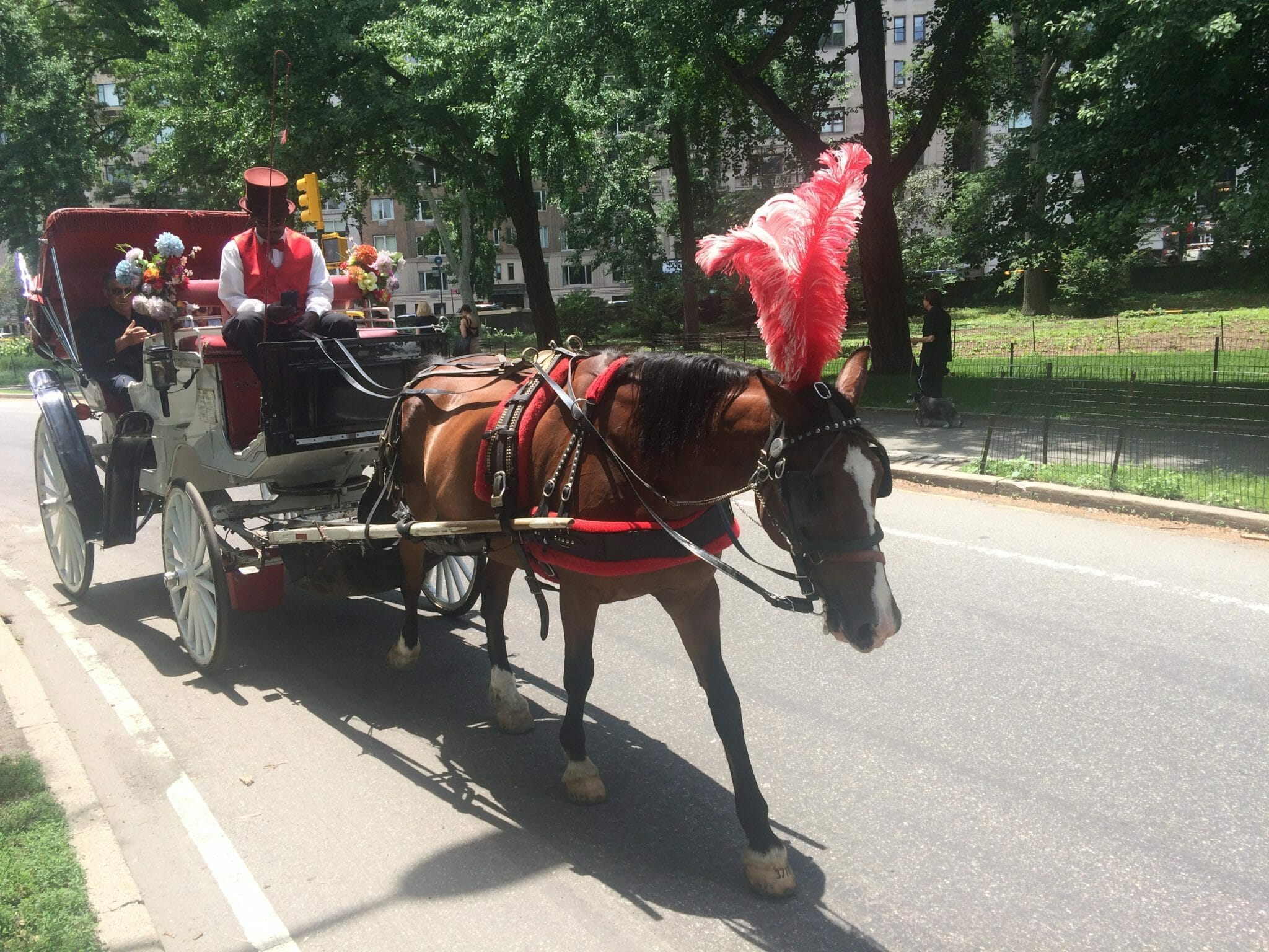 Summer in Central Park.