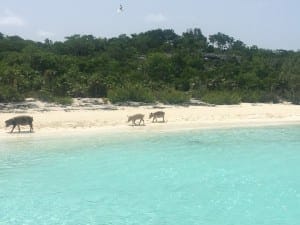 Los cerdos son los únicos que viven en esa isla, Bahamas.
