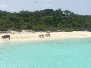 Los cerdos son los únicos que viven en esa isla, Bahamas.