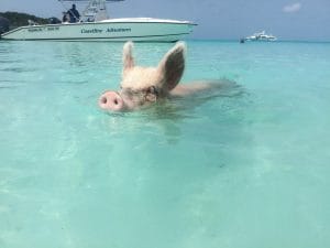 Los cerdos nadadores de Exuma, Bahamas.