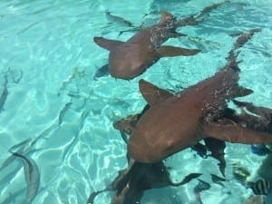 Tiburones en Compass Cay, Bahamas.