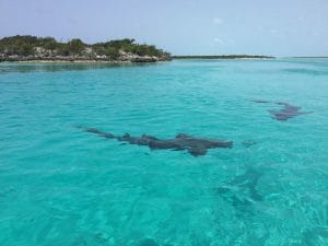 Tiburones en Staniel Cay, Bahamas.