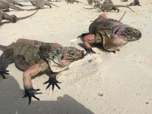 Las iguanas son las únicas que viven en esa isla.