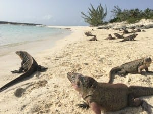 Isla de las iguanas, Bahamas.