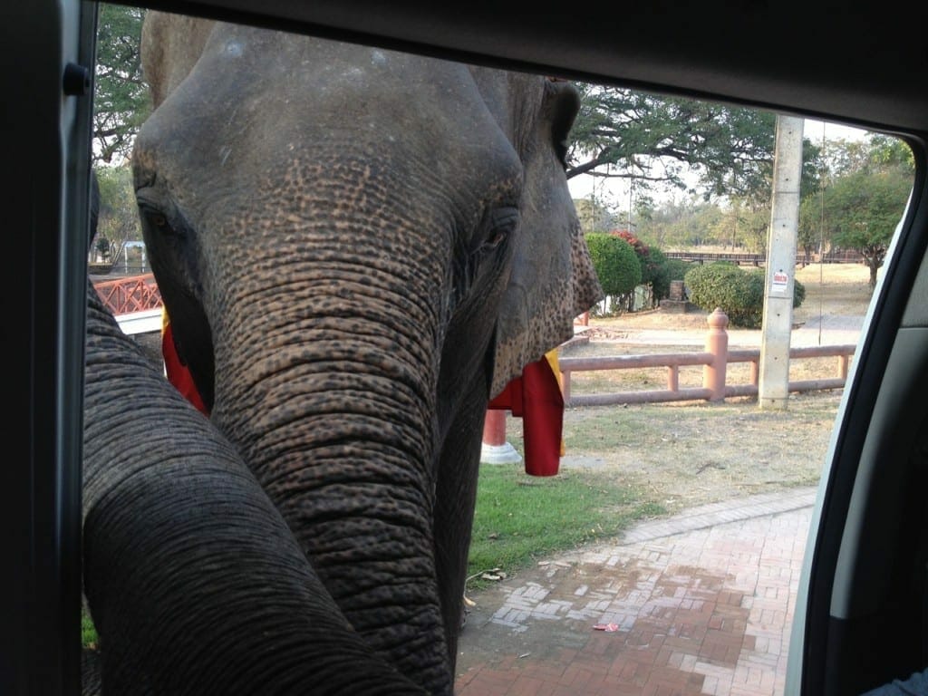 Elefantes invadindo el coche, Ayutthaya, Tailandia.