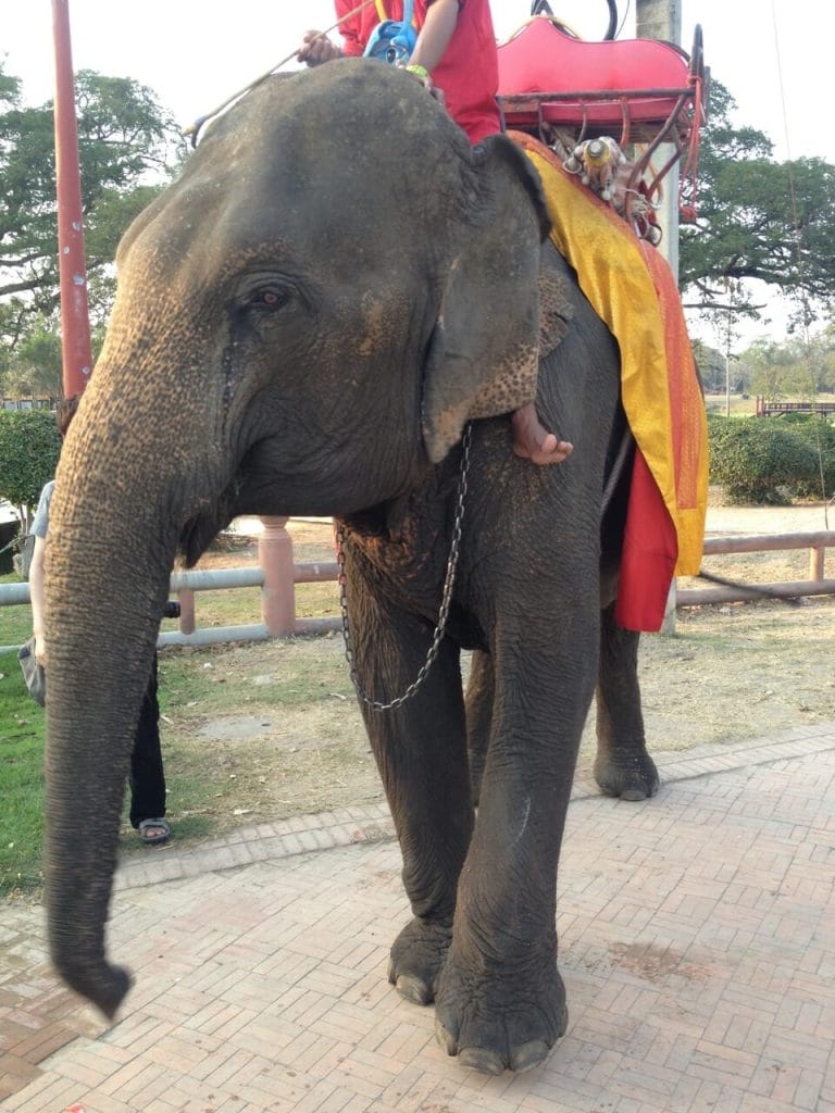 Elephant on the streets of Ayutthaya