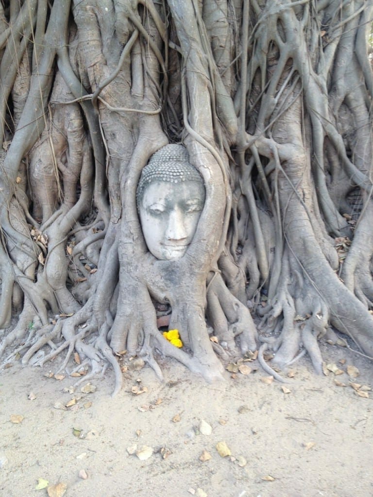 Cabeça de Buda presa nas raízes de uma arvore em um templo em Ayutthaya, Tailândia.