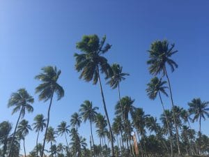 Endless coconut trees at Praia do Forte.