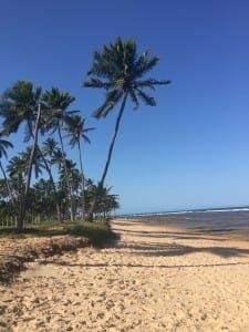 Endless coconut trees at Praia do Forte.