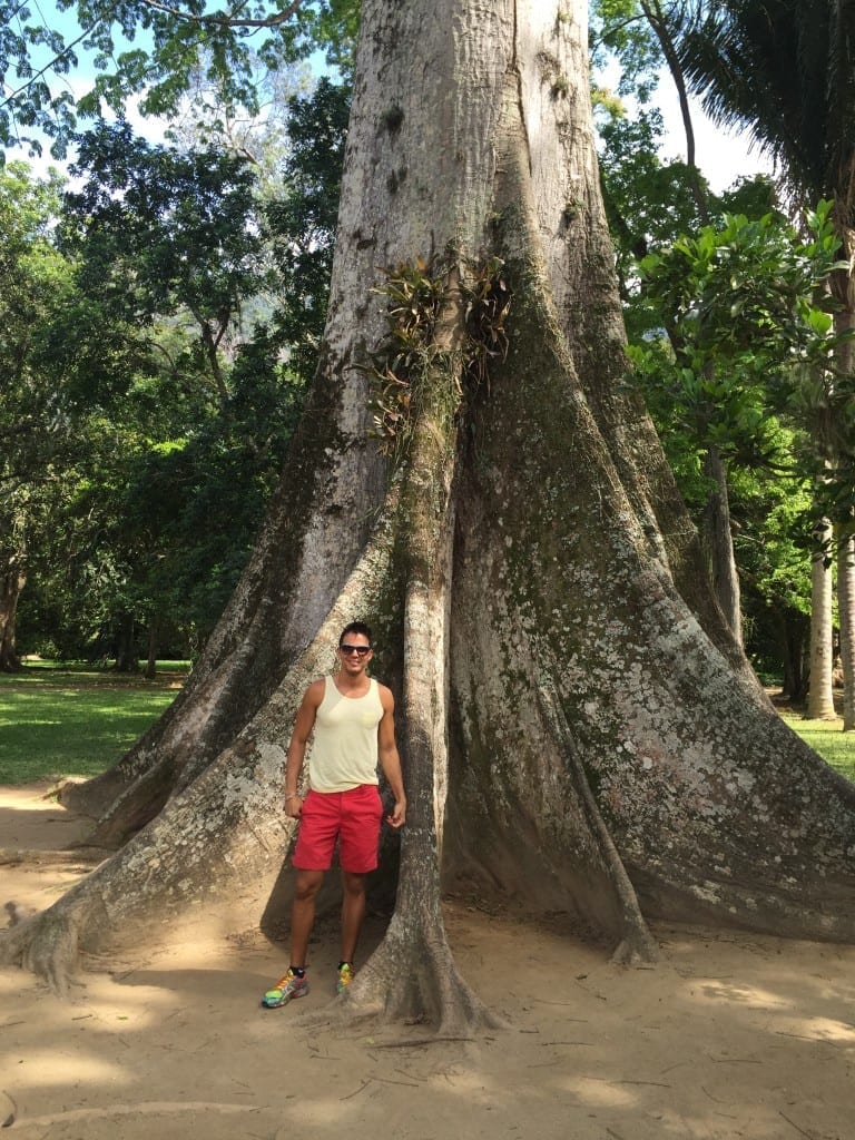 Huge samuma at Rio Botanical Garden, Rio de Janeiro.