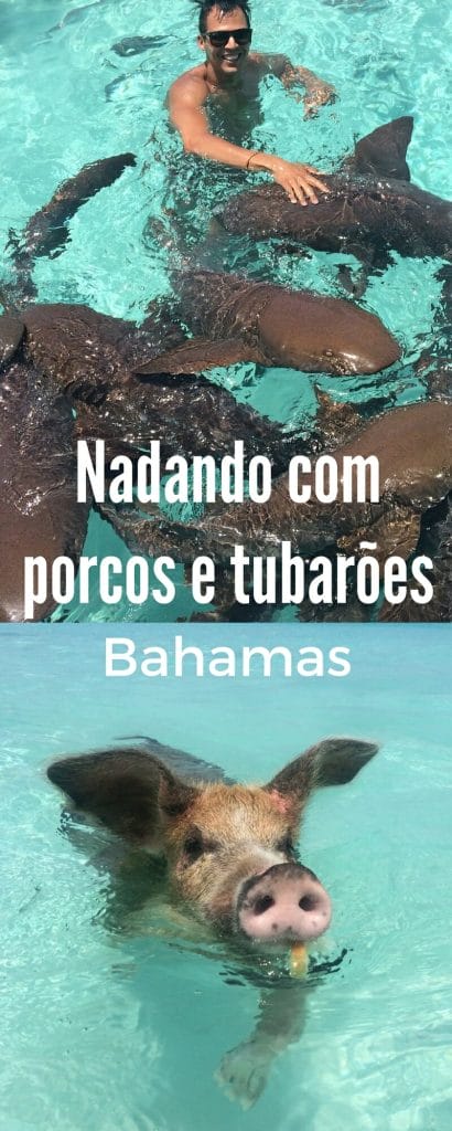 Nadando com porcos e tubarões