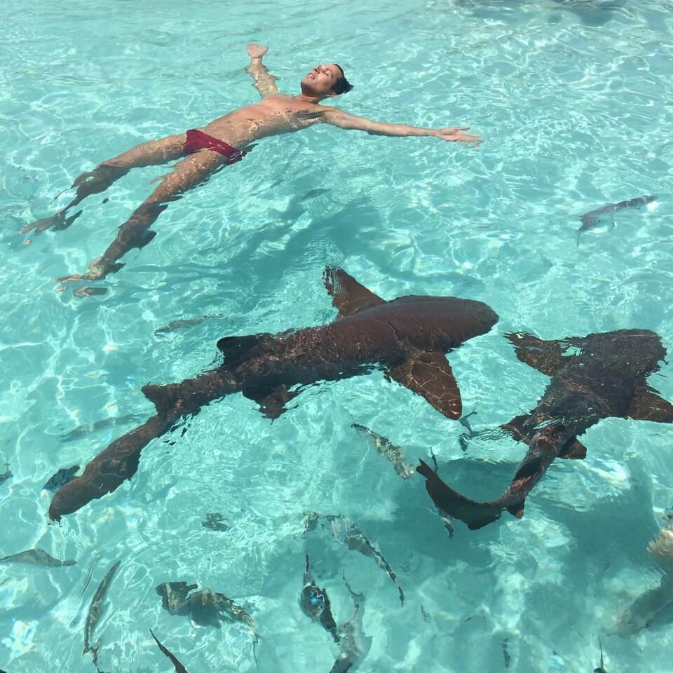 A man swimming with sharks on Compass Cay, in the Bahamas