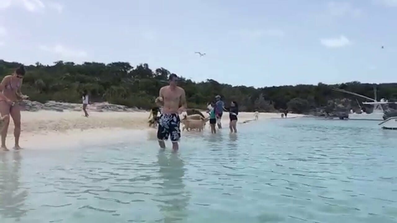 The swimming pigs of Exuma, Bahamas 8