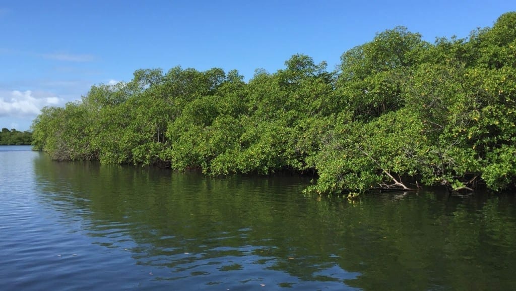 um manguezal no meio do rio no arquipélago de Tinharé, Bahia, Brasil