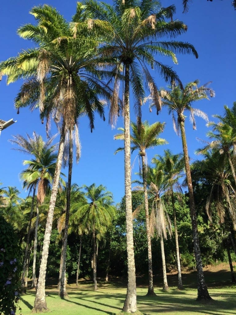 Um campo com vários coqueirais na Ilha de Boipeba, Bahia, Brasil