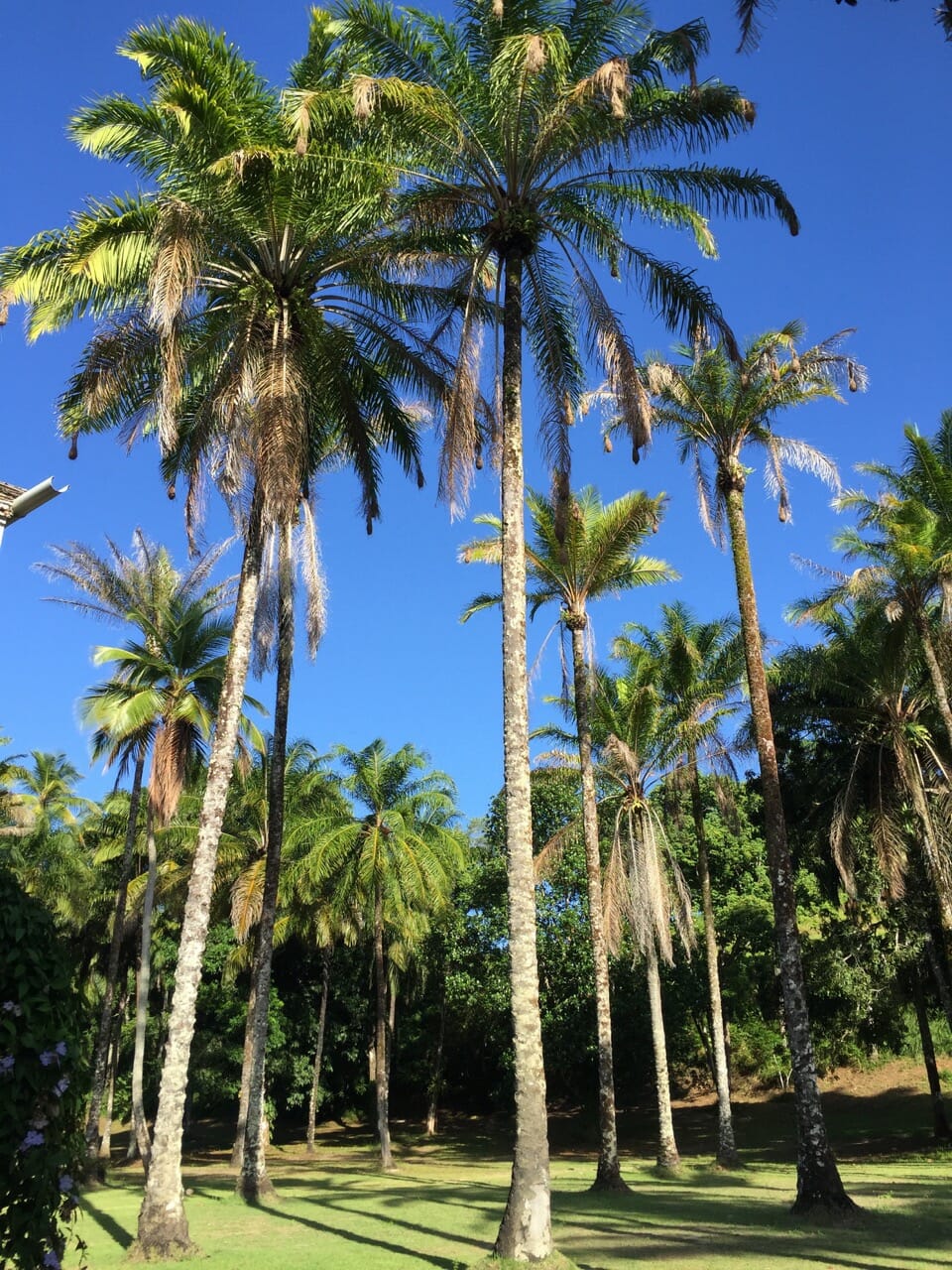 Un campos con varios árboles de coco en la Isla de Boipeba, Bahia, Brasil