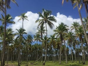 Boipeba