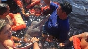 pink dolphin Manaus