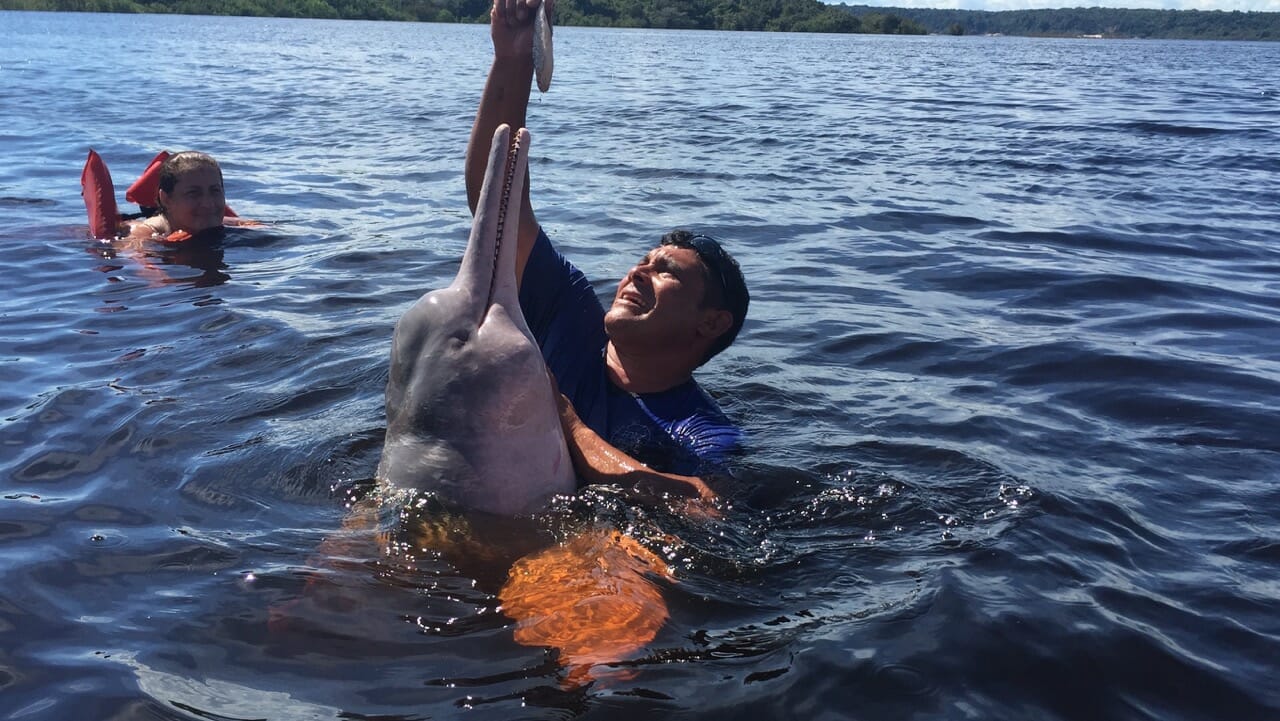 delfin rosado