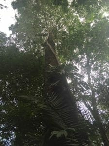 Adventures in the Amazon Rainforest, Brazil 1