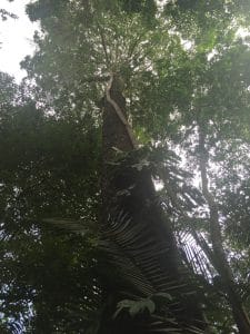 floresta amazônica