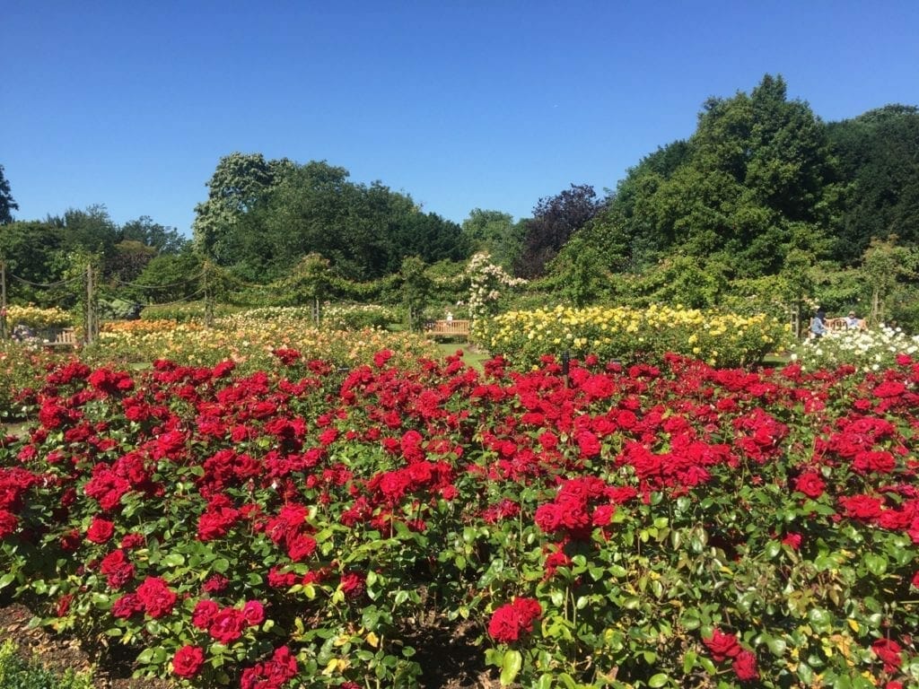 Jardín de Rosas de la Reina María