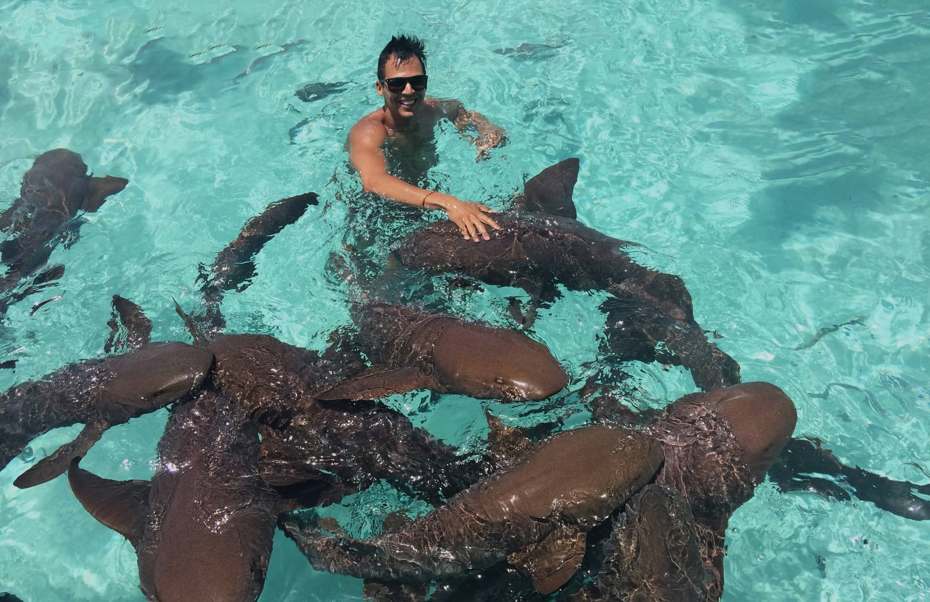 nadando com cerdos y tiburones