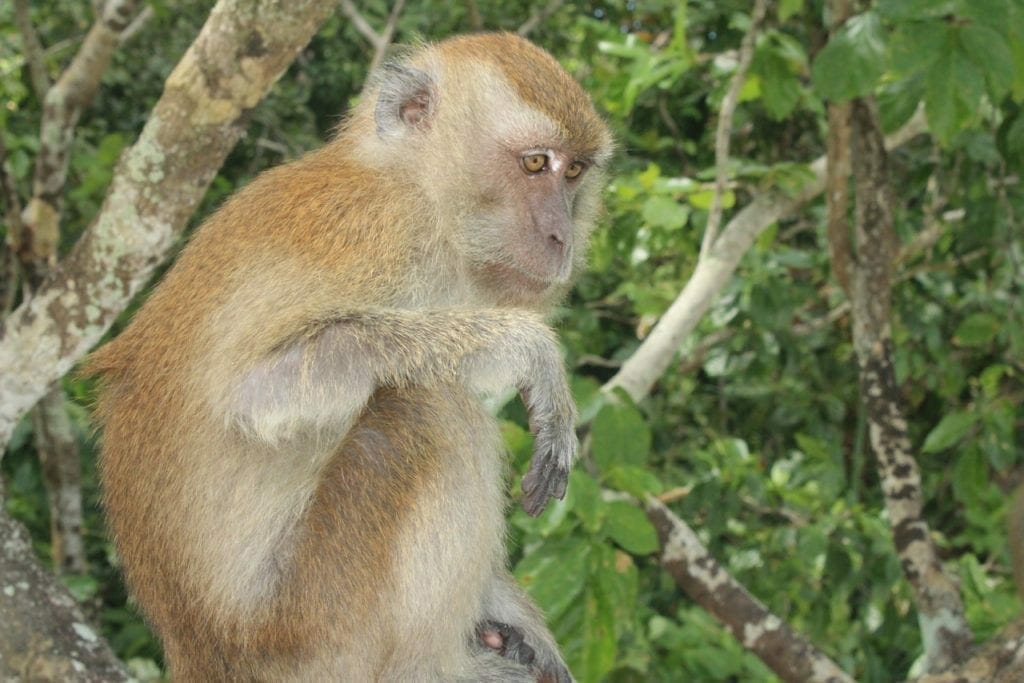 Un mono en la esla de Ko Dong, Tailandia