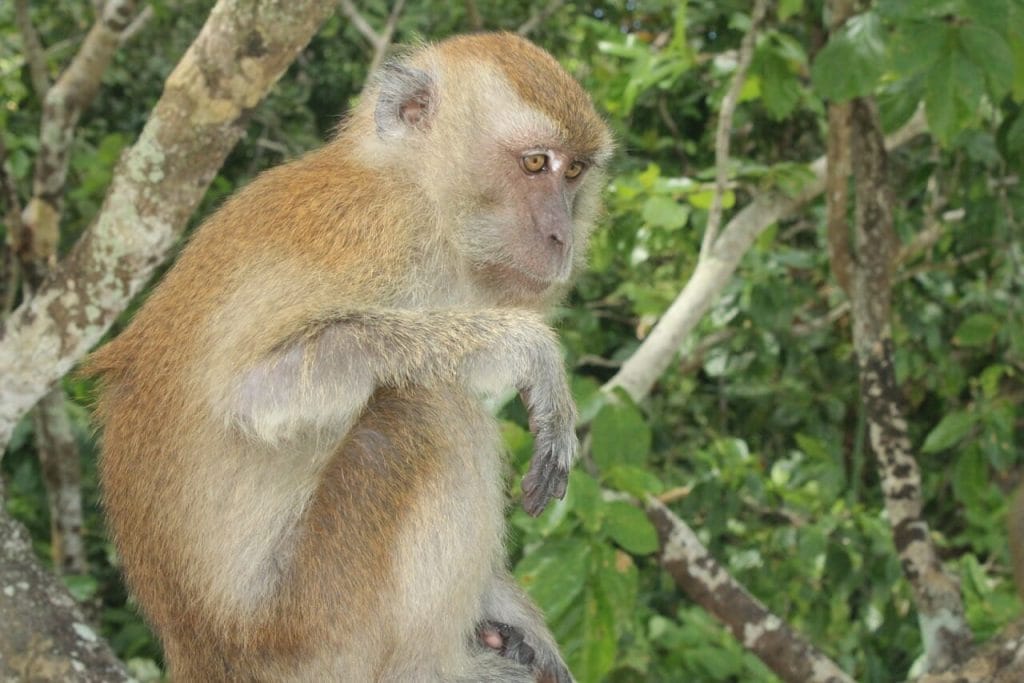 Um macaco em cima de uma árvore na Ilha Koh Dong, Tailândia