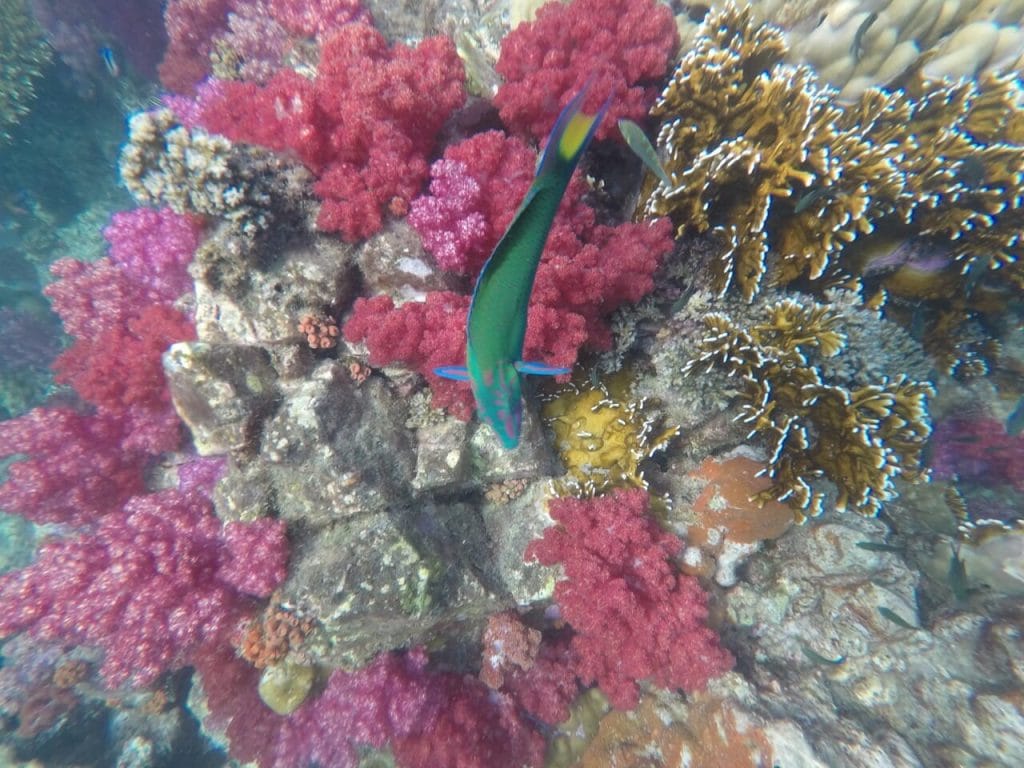 Peixes nadando entre os recifes de corais na ilha de Jabang, Tailândia 