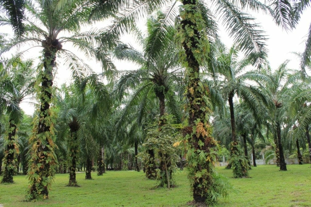 A garden with several coconut trees