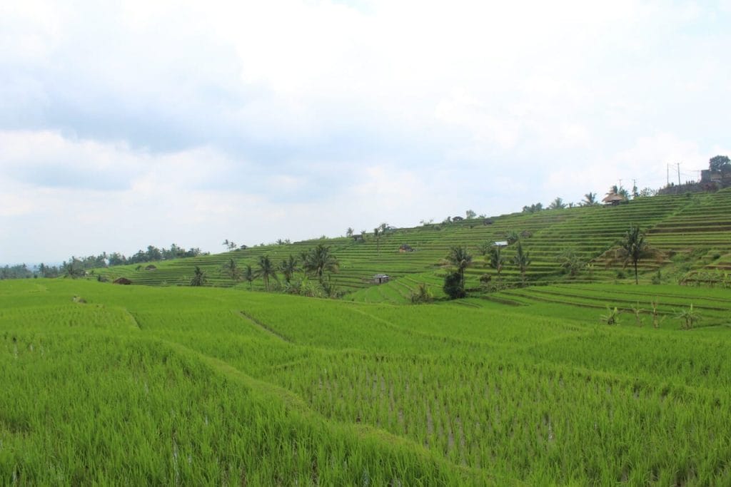 Os esplendorosos terraços de arroz de Jatiluwih, Bali