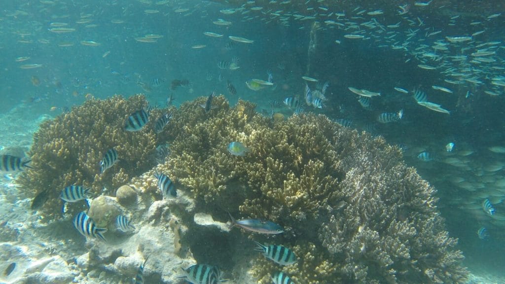 Fishes and coral reefs in Raja Ampat, Indonesia