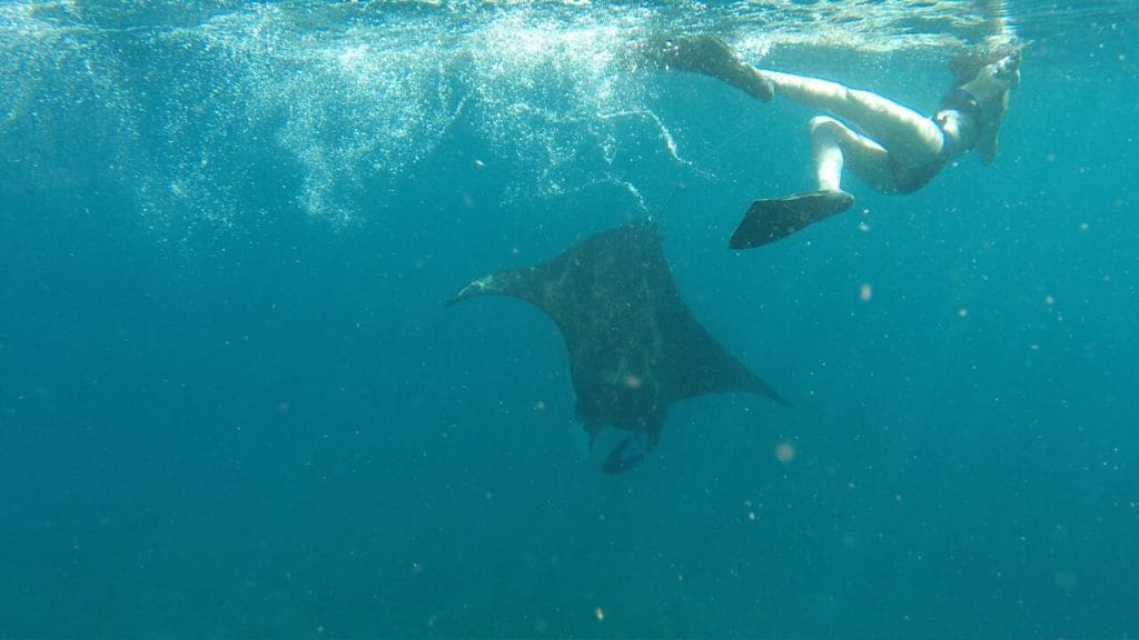 A lady swimming with a manta in Raja Ampat, Indonesia