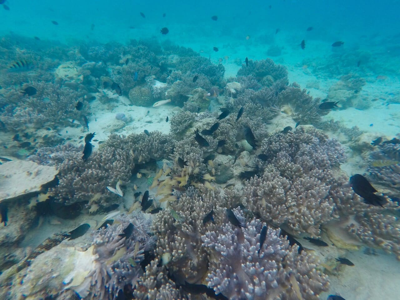 Como Visitar el Fascinante Parque Nacional de Komodo, Indonesia 3