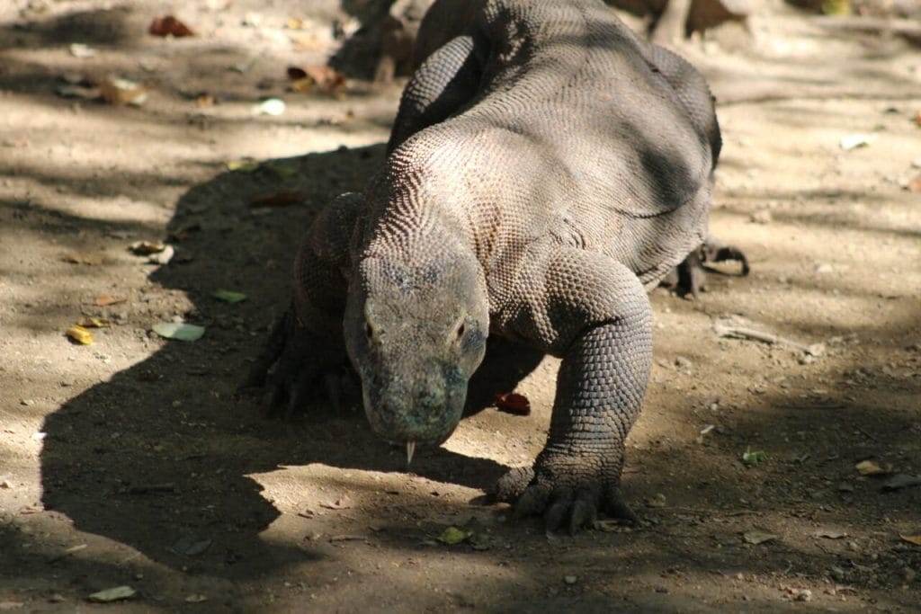 The fascinating Komodo dragon