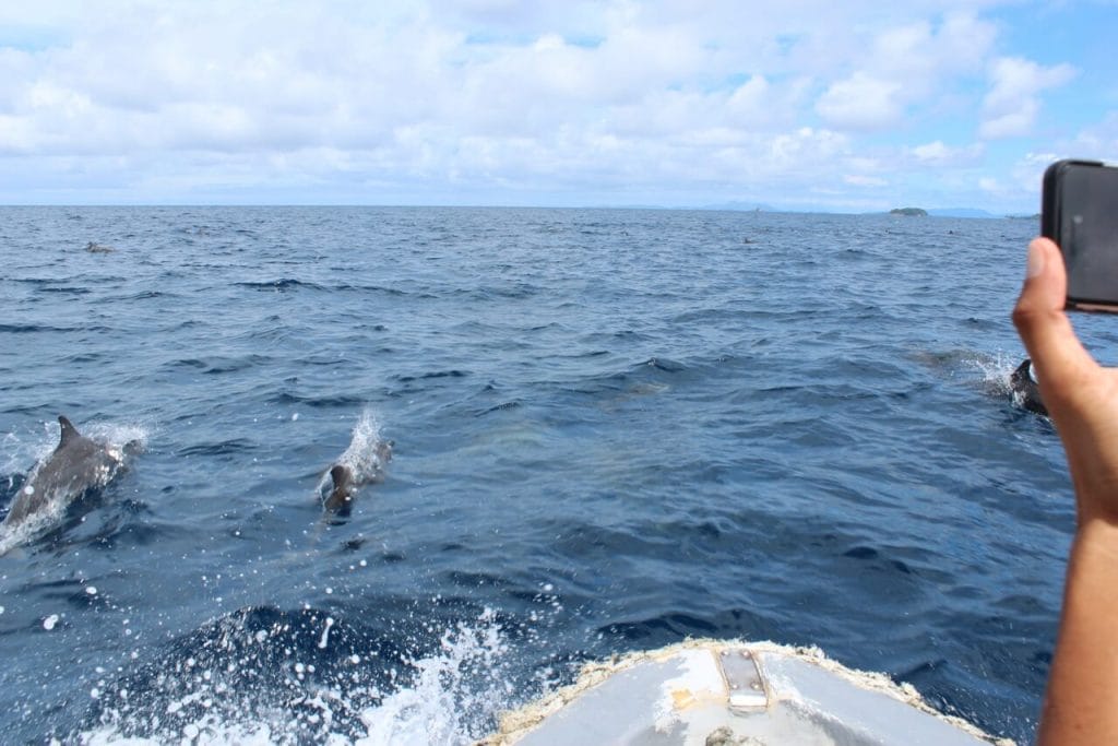 Dolphins swimming freely in the sea, Raja Ampat, Indonesia