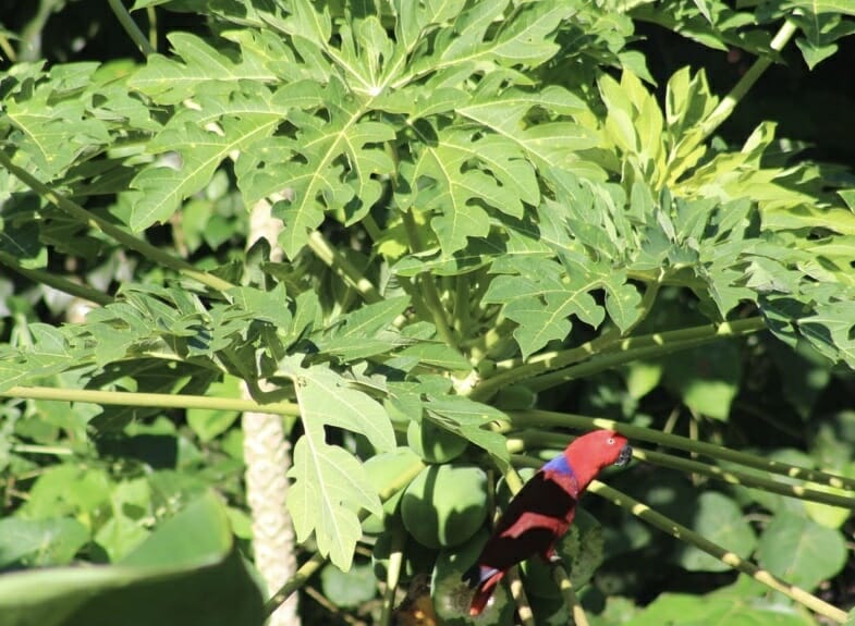 A Red Lory on a Papaya tree in Raja Ampat, Indonesia