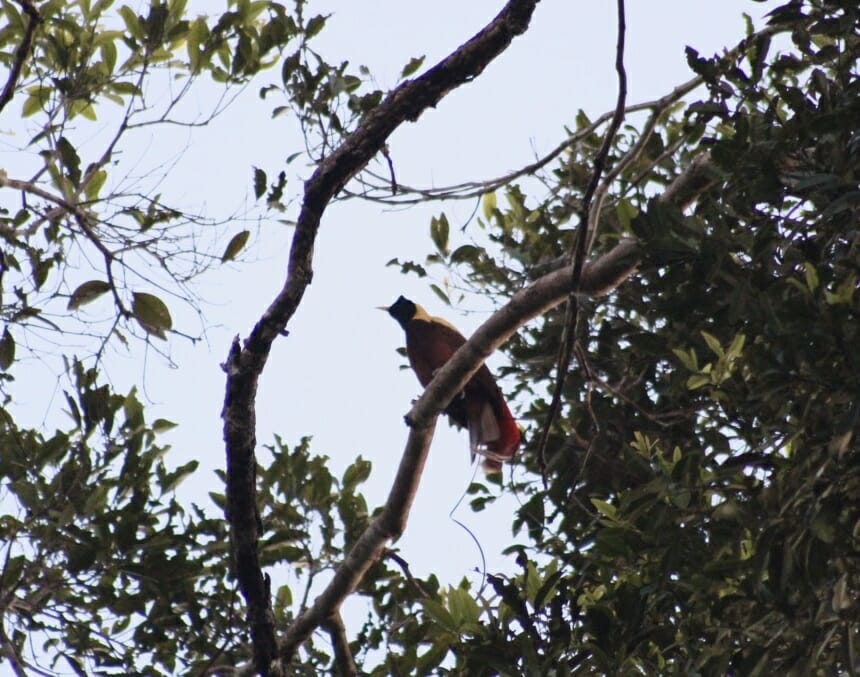 The bird of paradise on a tree in Raja Ampat, Indonesia