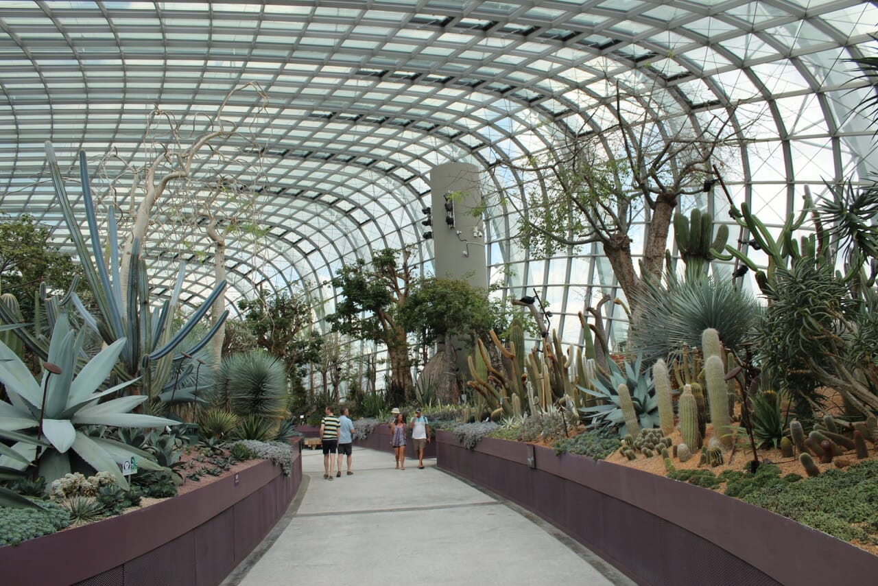 cactus and succulent plants in a climatized green house at the Flower Dome
