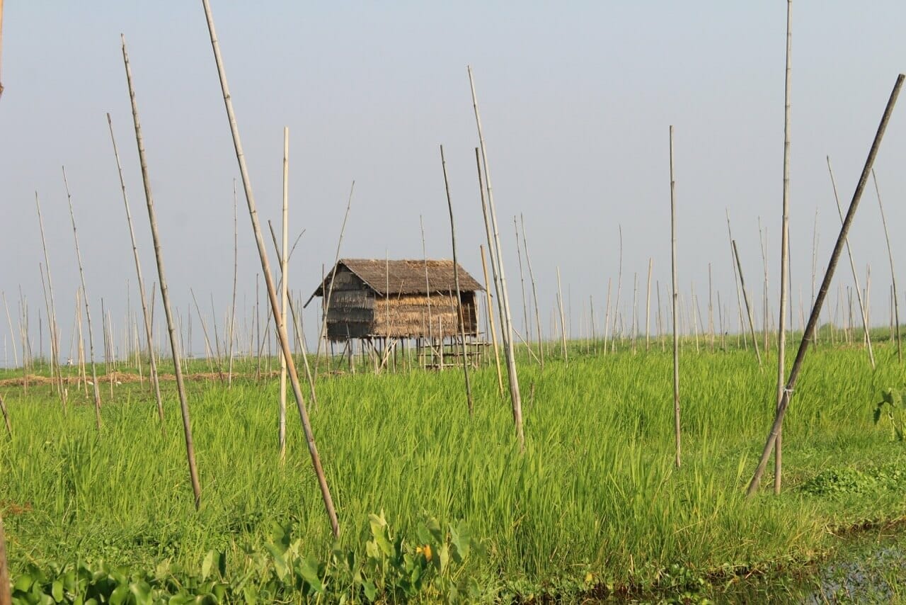floating gardens in Inle Lake where locals cultivate tomatoes, cucumbers, chilies, etc