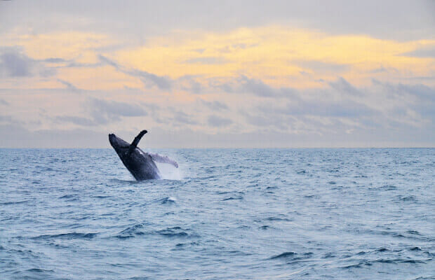 Baleia-jubarte-abrolhos