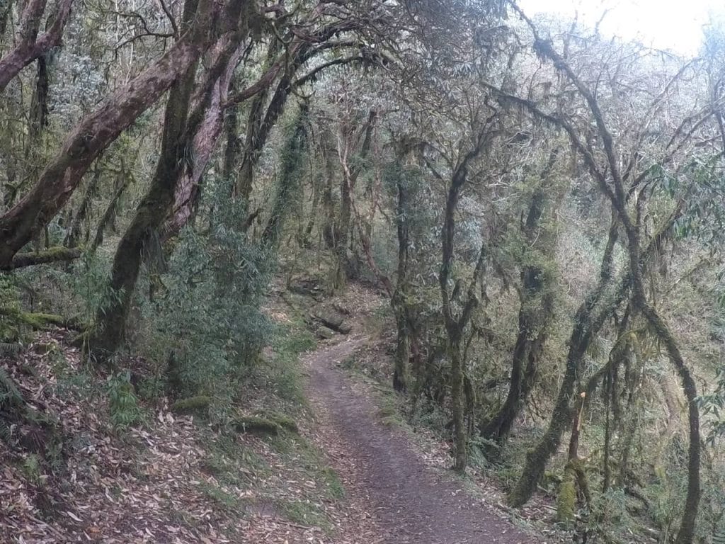 A rhododendron forest in Ghorepani, Nepal